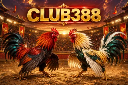 Provider sabung ayam CLUB388